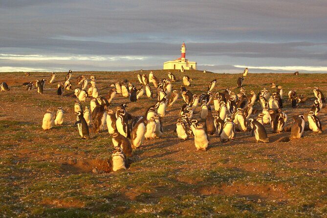 Walk alongside Penguins on Magdalene Island and navigate Marta Island - Isla Magdalena’s penguins: the hour that makes this tour