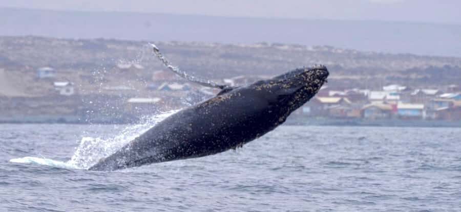 Whales & Humboldt Penguins: Chañaral or Damas island hiking - Road Stops That Explain What You’ll See Later