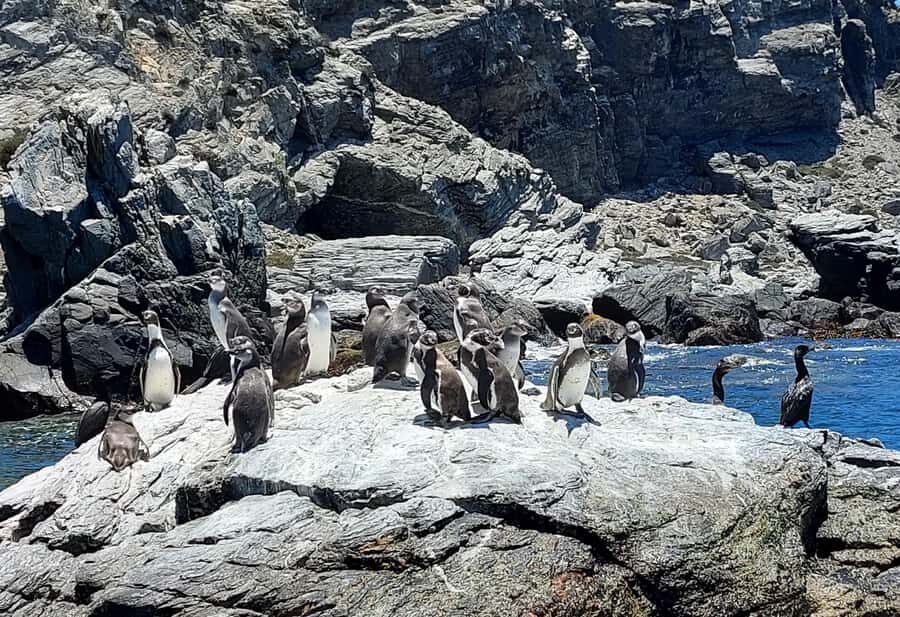 Whales & Humboldt Penguins: Chañaral or Damas island hiking - Isla Choros: Where the Dolphin and Whale Odds Feel Real