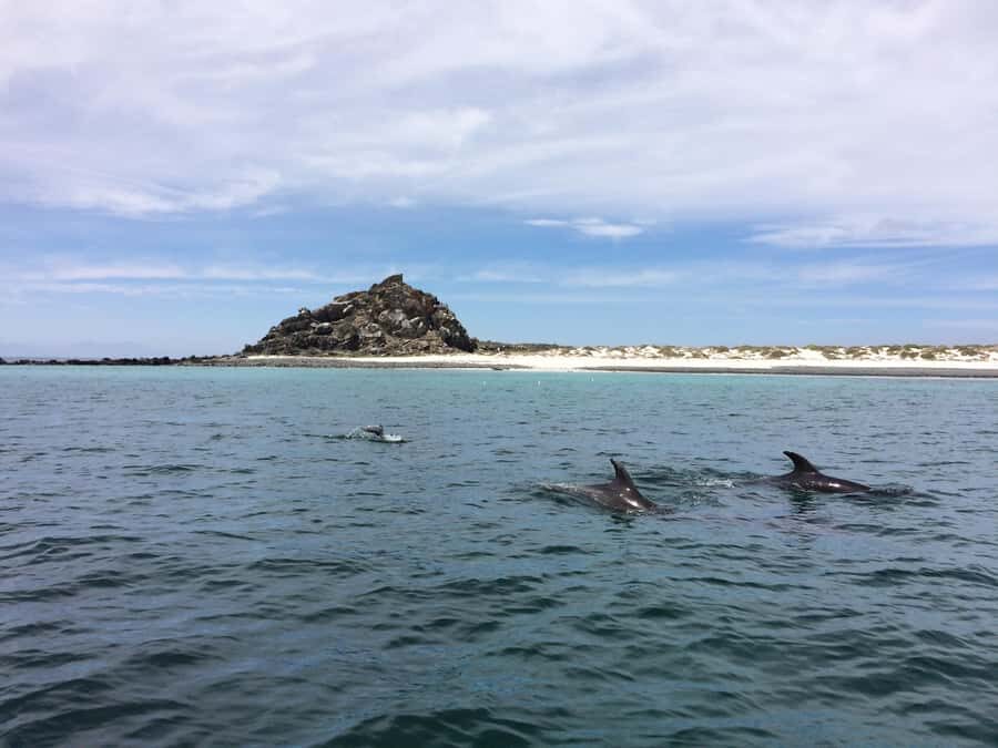 Whales & Humboldt Penguins: Chañaral or Damas island hiking - Final Take: Should You Book This Whales and Humboldt Penguins Day?