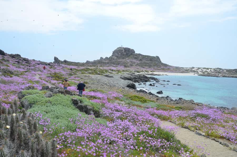 Whales & Humboldt Penguins: Chañaral or Damas island hiking - Punta de Choros and the Boat Day Setup